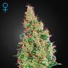 семена культурной конопли купить Auto Green-O-Matic feminised Green House Seeds