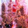 семена конопли курьером Auto Green-O-Matic feminised Green House Seeds