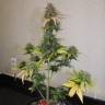 семена конопли для курения Auto Green-O-Matic feminised Green House Seeds