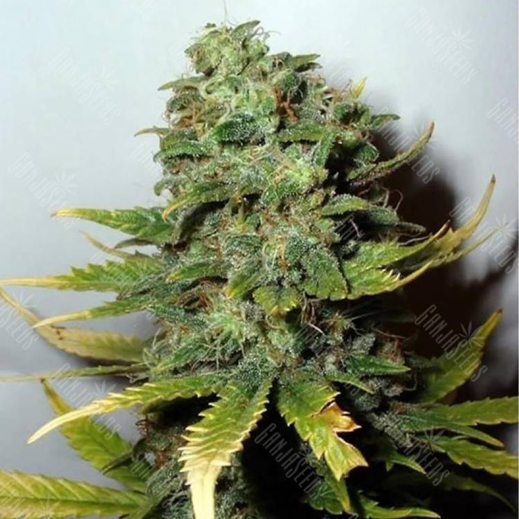 мощные семена конопли Mango Skunk regular Nirvana Seeds