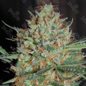 Auto White Widow feminised Ganja Seeds
