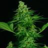 семена конопли Спб Auto Critical regular