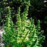 семена конопли Москва Auto Critical regular