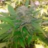 семена конопли индика Auto Critical regular