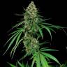 семена конопли курьером Auto Critical regular