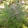 семена индийской конопли Super Critical feminised