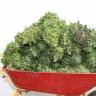 Auto Mix feminised RuSeeds
