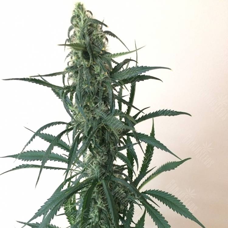 семена конопли для посадки купить Chuy Valley feminised Bang Seeds