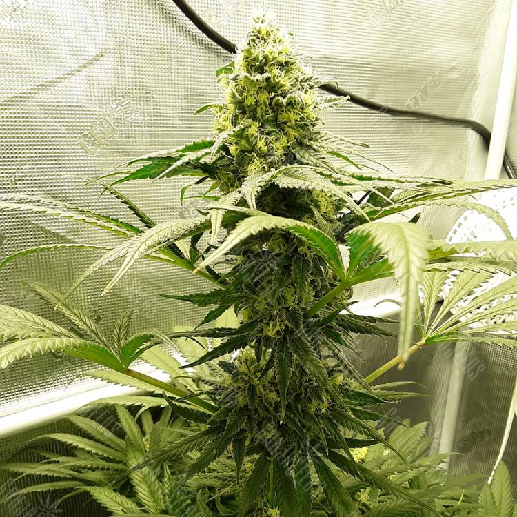 семена сортовой конопли Velvet Bud regular Ganja Seeds