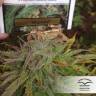 заказать на сайте семена конопли Shaman regular Dutch Passion Seeds