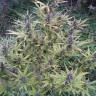 семена конопли наложенным платежом Shaman regular Dutch Passion Seeds