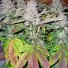 семена конопли с доставкой Smile feminised Kannabia Seeds