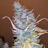 семена конопли Auto Lennon feminised Pyramid Seeds