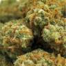 семена конопли в оригинальных упаковках Indian Kush feminised VIP Seeds семена конопли в оригинальных упаковках Indian Kush feminised VIP Seeds