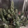 Семена марихуаны Auto Gagarin 2 feminised Ganja Seeds Семена марихуаны Auto Gagarin 2 feminised Ganja Seeds