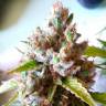 Семена ганжы Auto Royal Creamatic feminised Ganja Seeds оптом