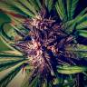Auto Blackberry Kush feminised Dutch Passion Seeds