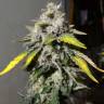 семена конопли индика Erlik feminised Bang Seeds