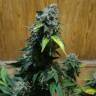 семена конопли для курения Erlik feminised Bang Seeds