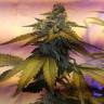 заказать на сайте семена конопли Erlik feminised Bang Seeds