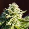семена конопли в оригинальных упаковках Northern Light regular Nirvana Seeds