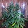 семена конопли наложенным платежом Auto Nefertiti feminised Pyramid Seeds