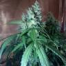 заказать качественные семена конопли Auto Nefertiti feminised Pyramid Seeds