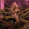 конопля семена сорта заказать Auto Cream Mandarine XL feminised Sweet Seeds