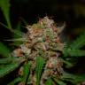 Семена конопли Auto Glueberry O.G. feminised Ganja Seeds