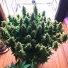 Недорогие семена марихуаны Auto Glueberry O.G. feminised Ganja Seeds