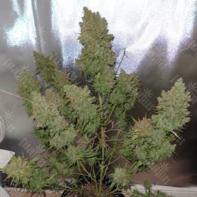 Auto Blueberry feminised Ganja Seeds
