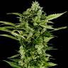 семена конопли f1 в оригинальной упаковке Auto Bomb feminised Green House Seeds семена конопли f1 в оригинальной упаковке Auto Bomb feminised Green House Seeds