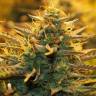 Auto Jack 47 feminised RuSeeds