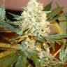 семена конопли в оригинальных упаковках White Rhino regular Ganja Seeds