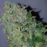 урожайные семена конопли Franco's Lemon Cheese feminised Green House Seeds
