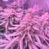 семена конопли в оригинальных упаковках Franco's Lemon Cheese feminised Green House Seeds