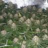 семена конопли недорого Franco's Lemon Cheese feminised Green House Seeds