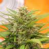 семена конопли в оригинальных упаковках Super AK feminised Kannabia Seeds семена конопли в оригинальных упаковках Super AK feminised Kannabia Seeds