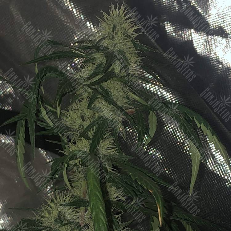 семена конопли Papaya regular Nirvana Seeds