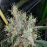 качественные семена конопли Auto Royal AK feminised Royal Queen