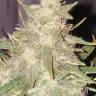 Hindu Kush x White Russian feminised Ganja Seeds