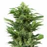 Hindu Kush x White Russian feminised Ganja Seeds
