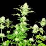 семена конопли феминизированные Hindu Kush x White Russian feminised