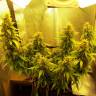 семена конопли элитных сортовм Auto Great White feminised