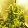 семена конопли в интернете Auto Great White feminised