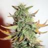 семена конопли гидропоники Auto Great White feminised