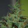 где заказать семена конопли Auto Kalashnikova feminised Green House Seeds где заказать семена конопли Auto Kalashnikova feminised Green House Seeds