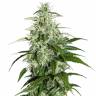 семена конопли наложенным платежом Auto Kalashnikova feminised Green House Seeds семена конопли наложенным платежом Auto Kalashnikova feminised Green House Seeds
