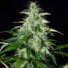 купить семена конопли Auto Kalashnikova feminised Green House Seeds купить семена конопли Auto Kalashnikova feminised Green House Seeds