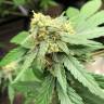 Auto Lemon Sativa feminised RuSeeds
